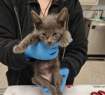 A baby small-sized male Domestic Short Hair cat named Lemon for adoption in Gastonia, NC