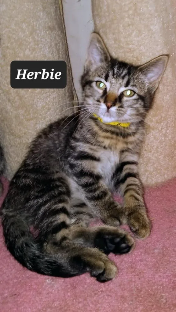 A baby small-sized male Domestic Short Hair cat named Herbie for adoption in Buffalo, MO