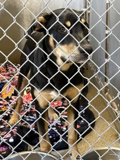 A young medium-sized female Shepherd dog named Carrington for adoption in Roseville, CA