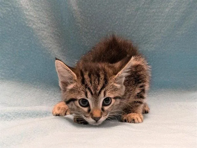 A baby small-sized female Domestic Short Hair cat named Tori for adoption in Tavares, FL