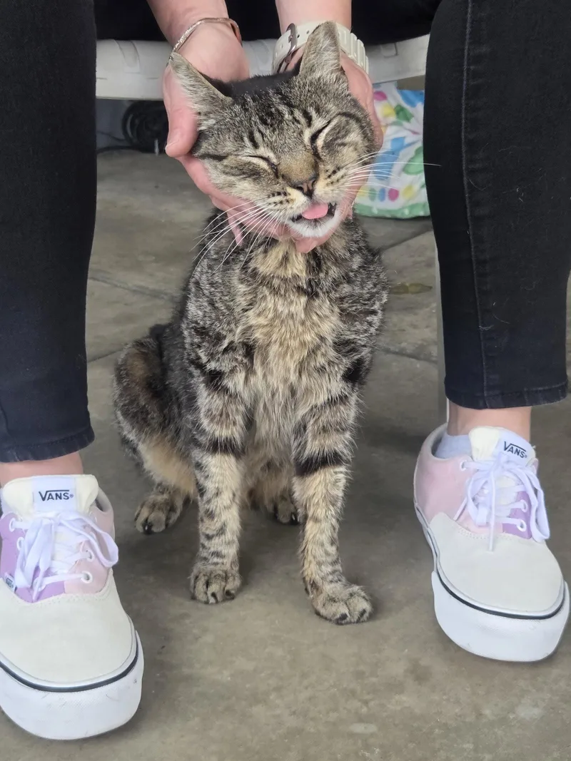 Tigger thumbnail 3