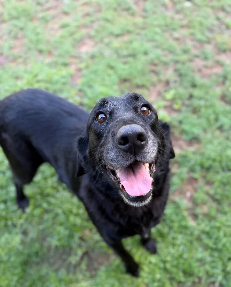 An adult medium-sized female Black Labrador Retriever dog named Lucy for adoption in Summerdale, AL