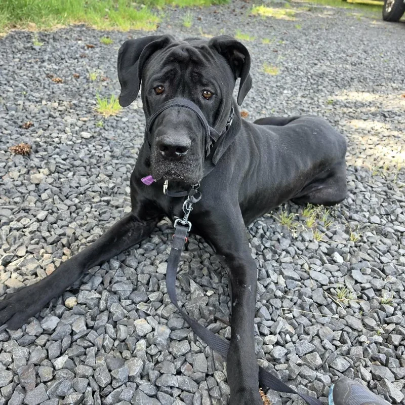 Loki