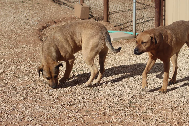 Tippy & Piper thumbnail 2