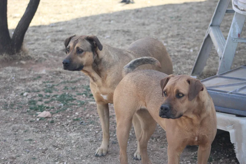 Tippy & Piper thumbnail 3