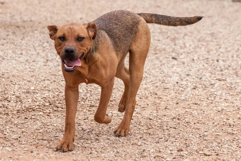 Tippy & Piper thumbnail 4