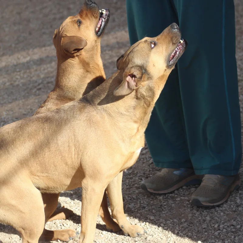 Tippy & Piper thumbnail 5