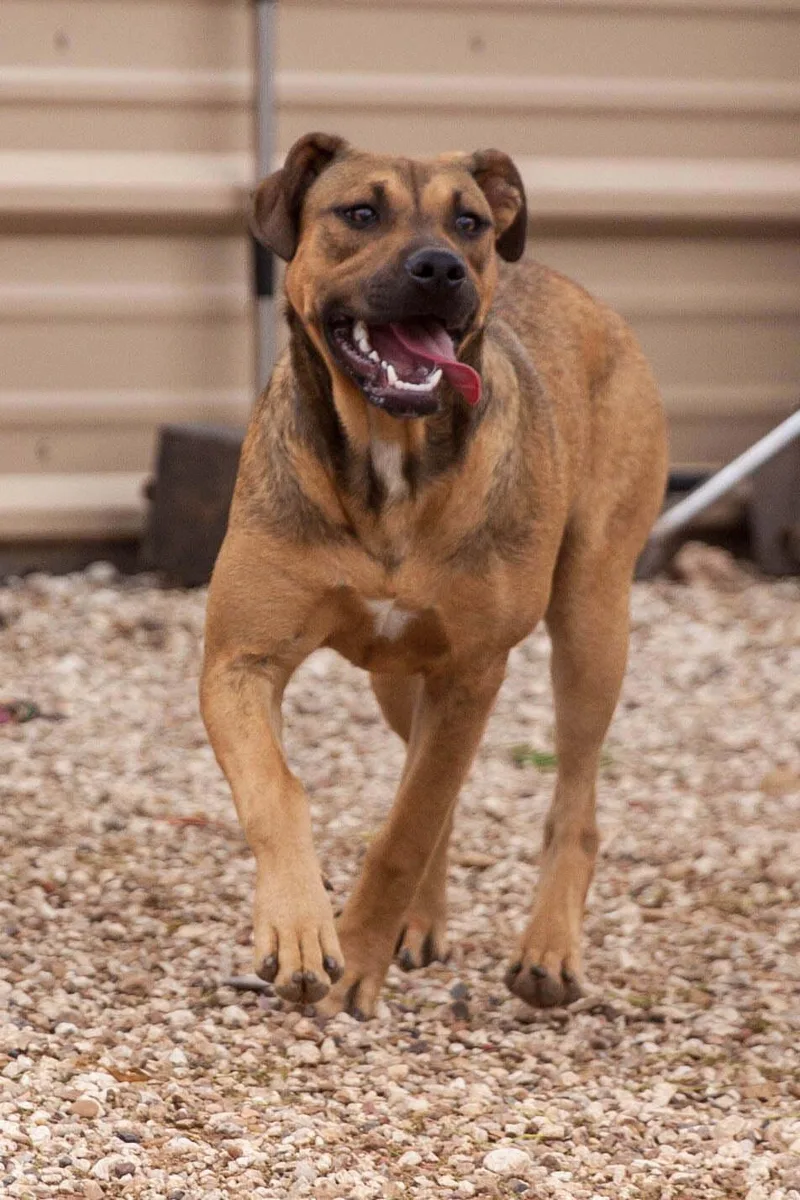 Tippy & Piper thumbnail 6