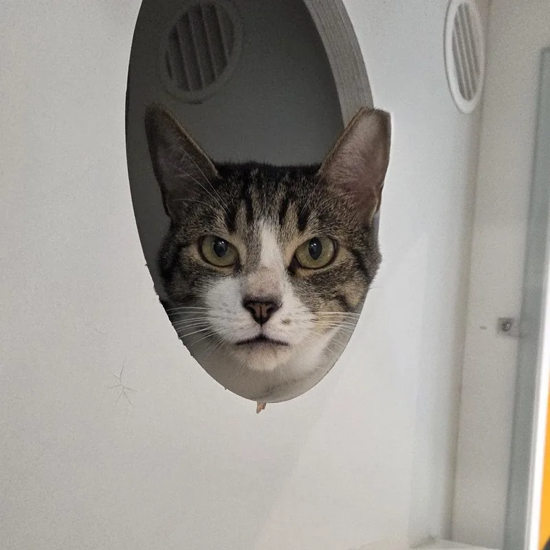 An adult large-sized male Brown / Chocolate Domestic Short Hair cat named Tony for adoption in Voorhees, NJ