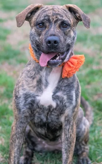 A young large-sized female American Staffordshire Terrier dog named Eliza for adoption in York, SC