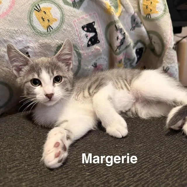 A baby medium-sized female Gray & White Domestic Short Hair cat named Margerie for adoption in Olympia, WA