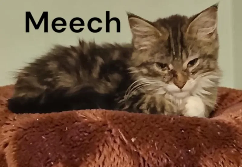A baby medium-sized male Tabby cat named Meech for adoption in Weems, VA