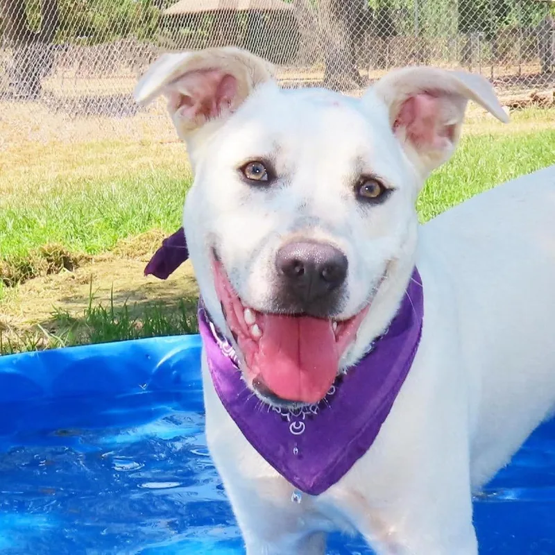 A young medium-sized male Pit Bull Terrier dog named Pabst for adoption in Wadena, MN