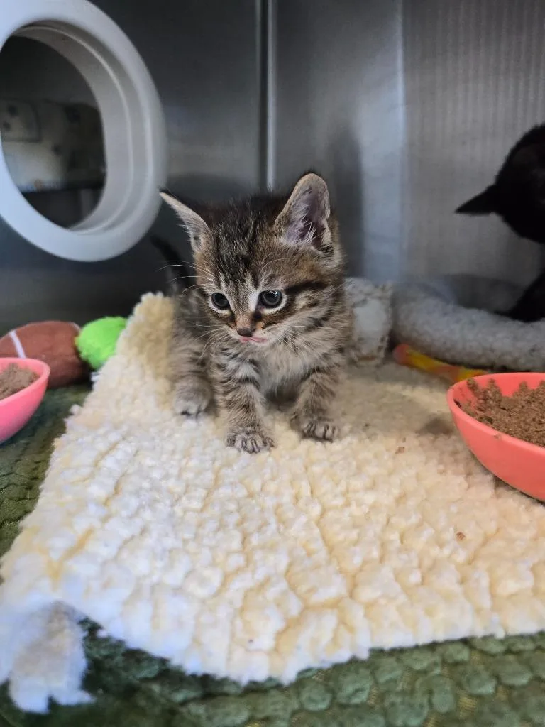 A baby medium-sized male Domestic Short Hair cat named G Yogi for adoption in Ashland, WI