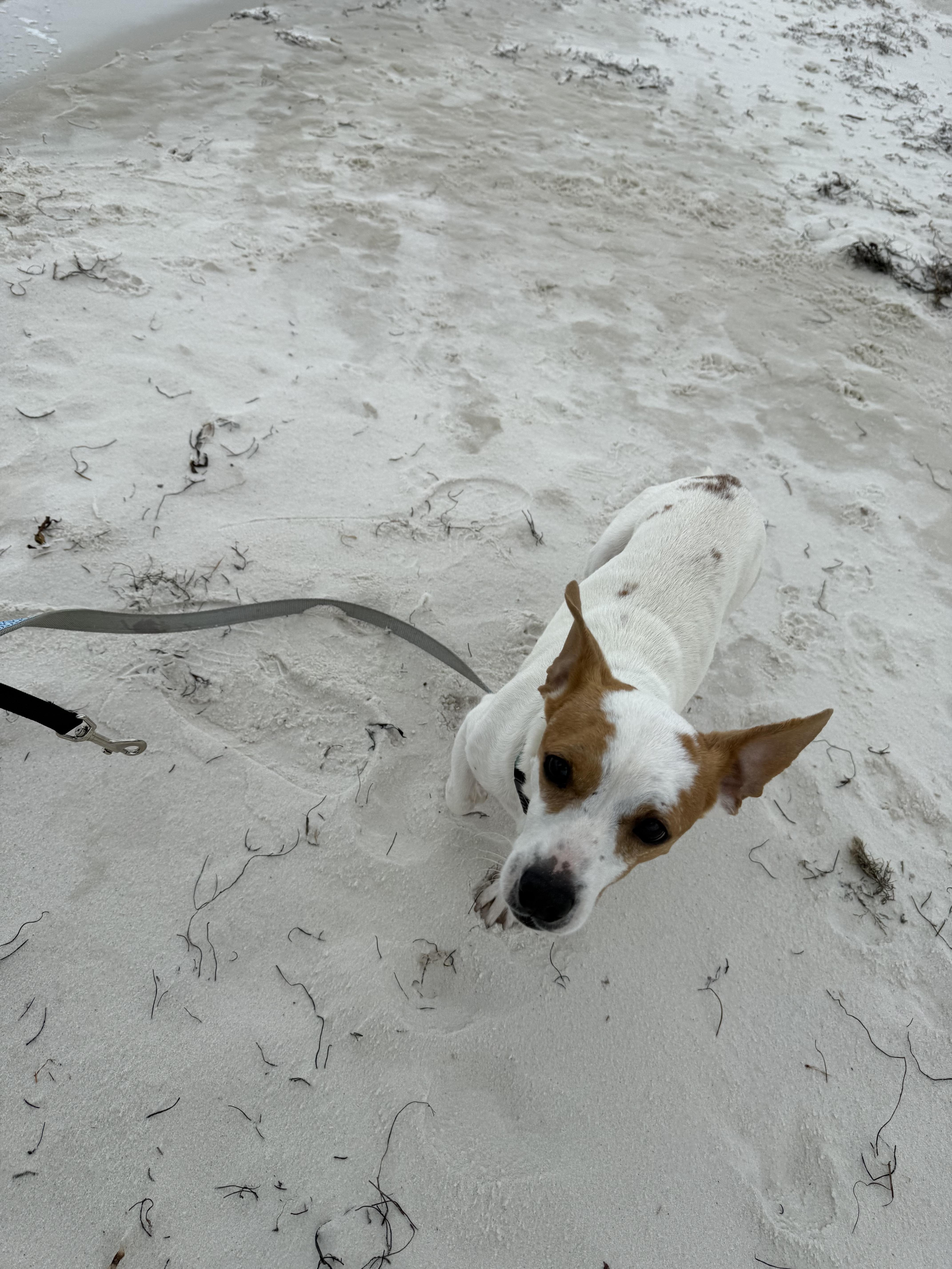 An adult small-sized male Jack Russell Terrier dog named Mac for adoption in Eagleville, TN