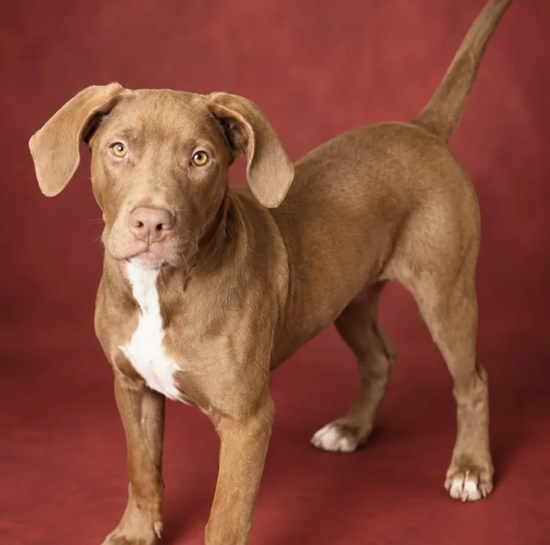 A baby medium-sized female Redbone Coonhound dog named Persimmon for adoption in Cranston, RI