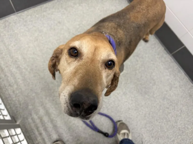 An adult medium-sized female Black and Tan Coonhound dog named Sophie for adoption in Loveland, CO