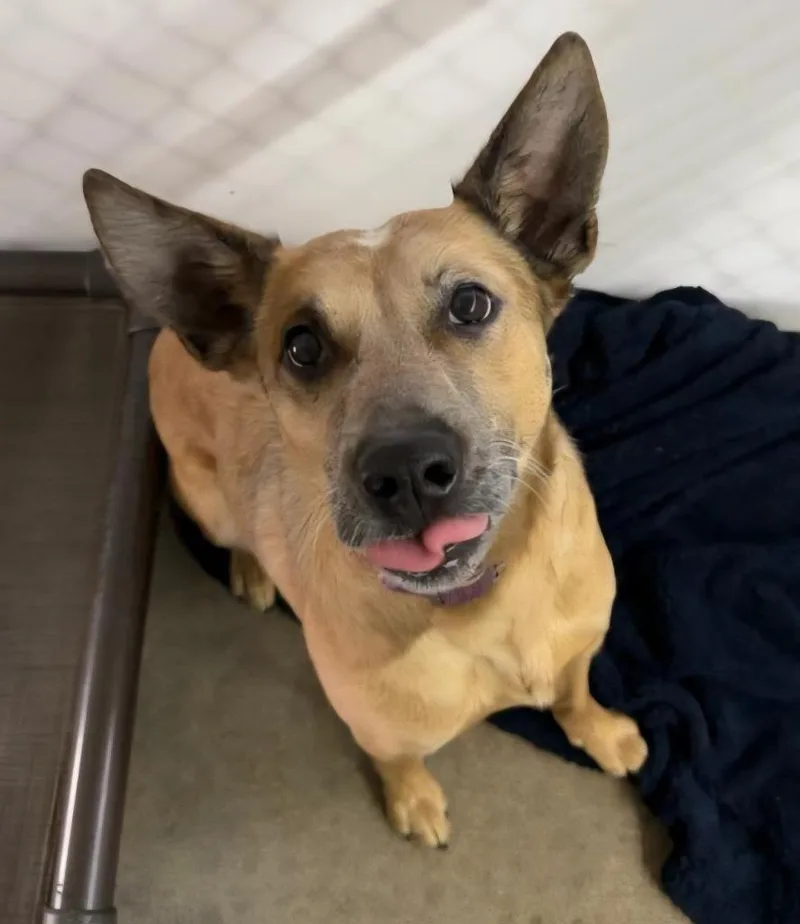 A young medium-sized female Australian Cattle Dog / Blue Heeler dog named Nila for adoption in Lagrange, IN
