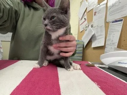 A young small-sized male Domestic Short Hair cat named Zigzag for adoption in Lowell, MA