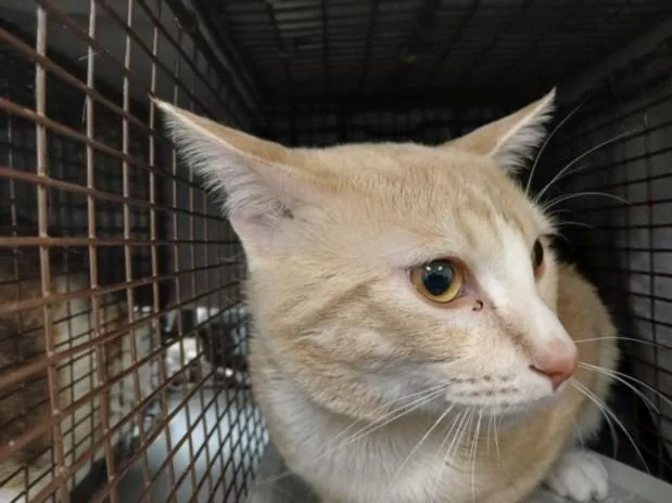 A young large-sized male Domestic Medium Hair cat named Tom for adoption in Los Angeles, CA