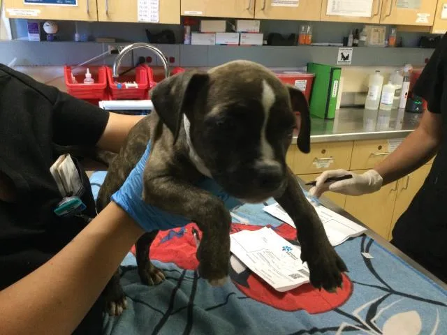 A baby small-sized female Boxer dog named Mary for adoption in Riverside, CA