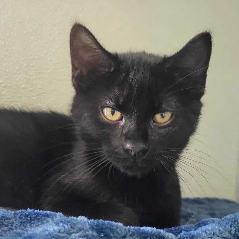 A baby small-sized male Black Domestic Short Hair cat named Daeron for adoption in Chattanooga, TN