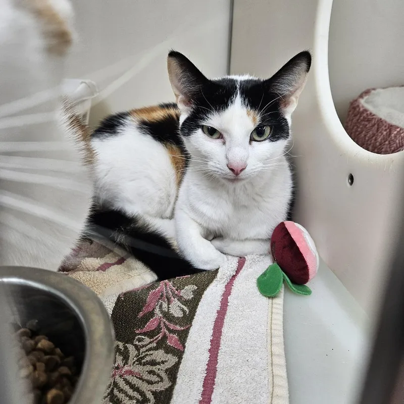 A young medium-sized female Calico Domestic Short Hair cat named Daffodil for adoption in Ridgely, MD