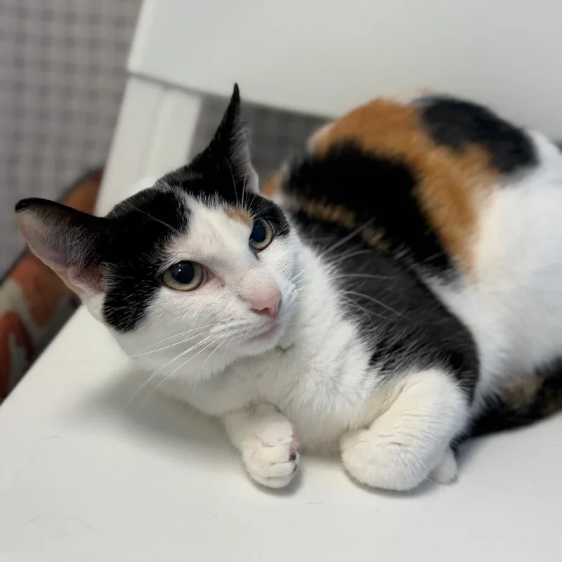 Daffodil thumbnail 2