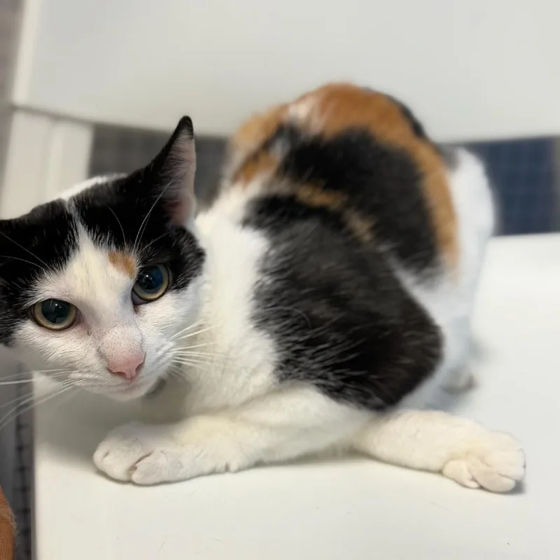 Daffodil thumbnail 3