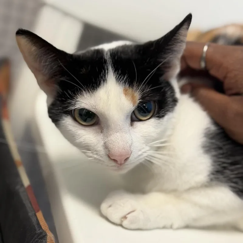 Daffodil thumbnail 5