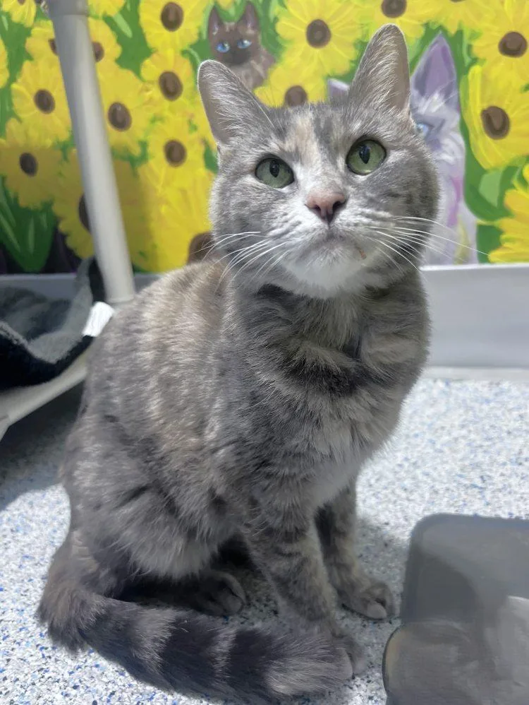 A senior medium-sized female Domestic Short Hair cat named Vivy for adoption in Colorado Springs, CO