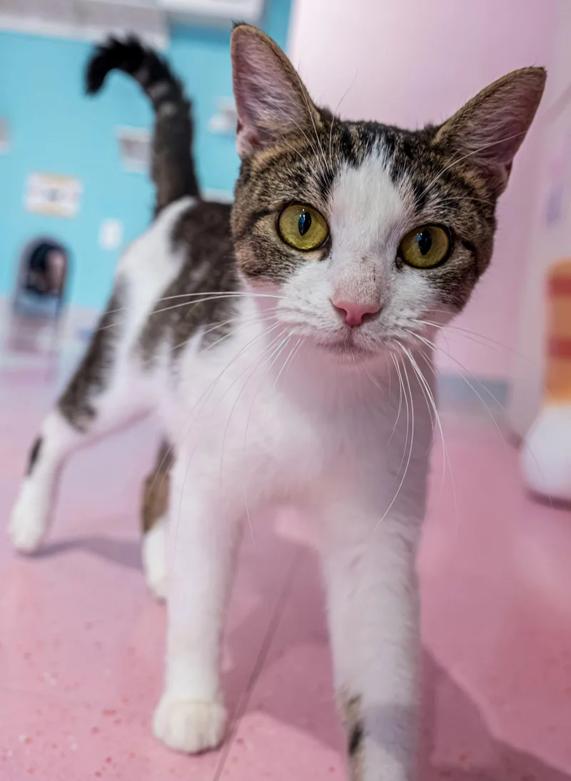 An adult medium-sized female Tabby cat named Alicia  Kbc for adoption in Dublin, OH