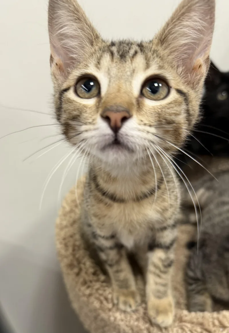 A baby medium-sized female Tabby (Brown / Chocolate) Domestic Short Hair cat named Foxtrot Riley Fuzzell for adoption in Spring, TX