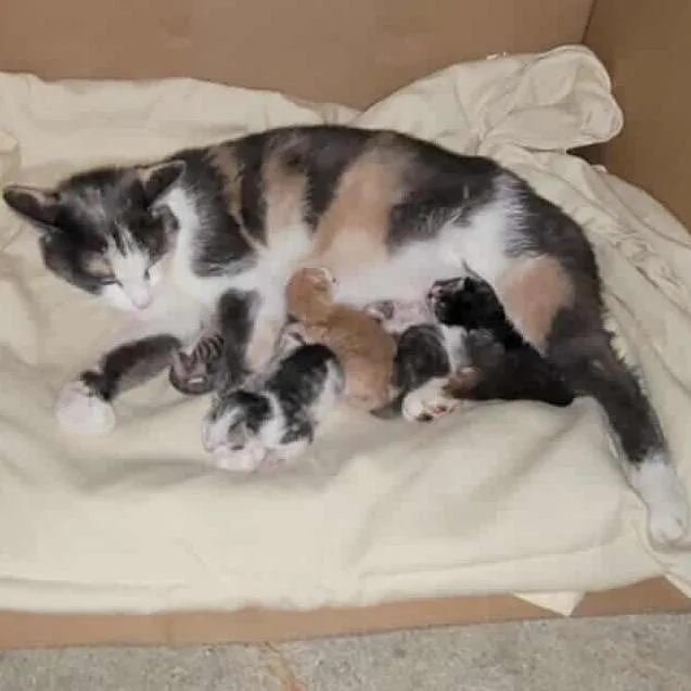 Tala @ Pawz Pet thumbnail 2