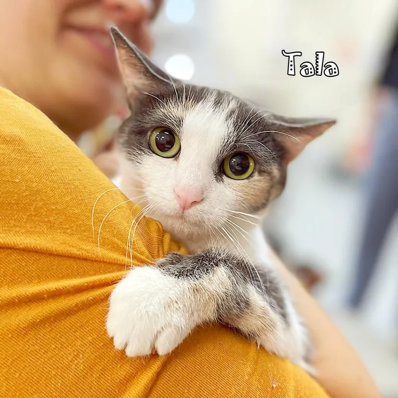 Tala @ Pawz Pet thumbnail 3