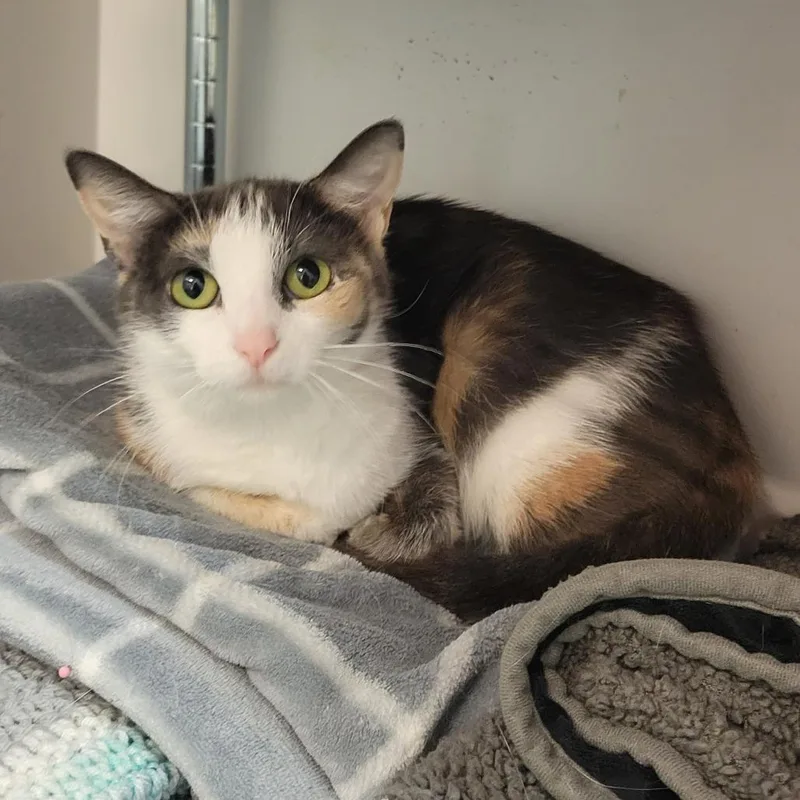 Tala @ Pawz Pet thumbnail 4