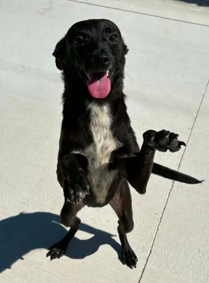 An adult small-sized female Terrier dog named Crystal for adoption in Lampasas, TX