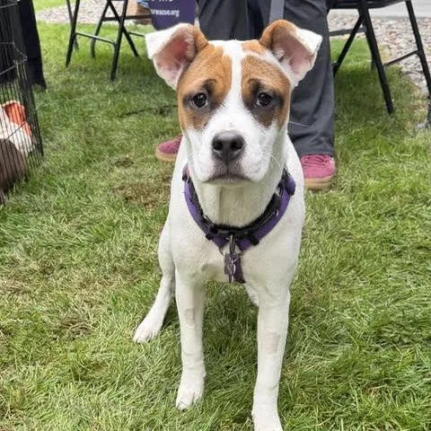 A young small-sized female Pit Bull Terrier dog named Germany for adoption in Crystal, MN