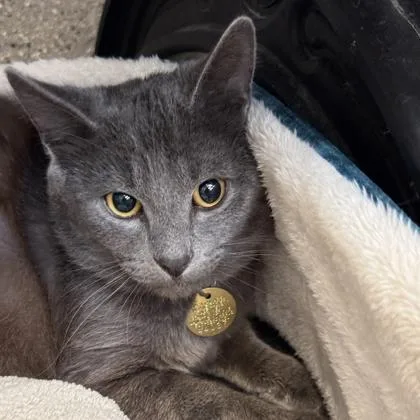 A young medium-sized male Gray / Blue / Silver Domestic Short Hair cat named Kid for adoption in Lansing, MI
