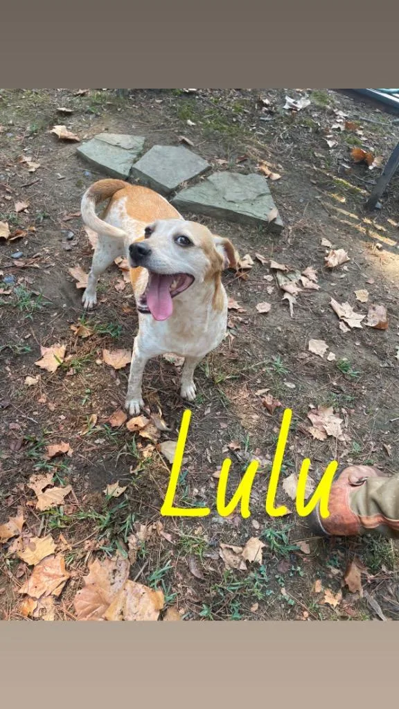 Lulu thumbnail 2