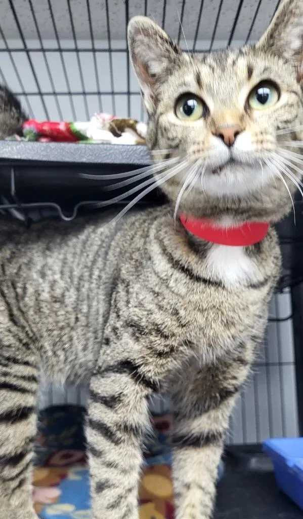 A young medium-sized female Domestic Short Hair cat named Dory Lureen for adoption in Washington Court House, OH