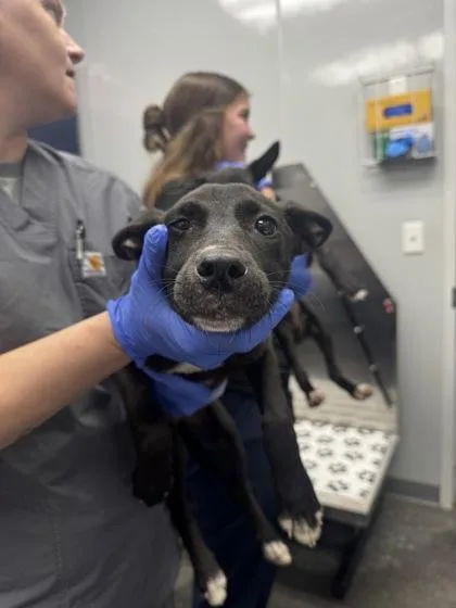 A young small-sized female Shepherd dog named B Zuzu for adoption in North Charleston, SC