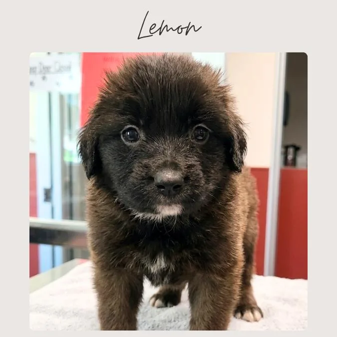 A baby small-sized female Brown / Chocolate Leonberger dog named Lemon for adoption in San Juan Capistrano, CA