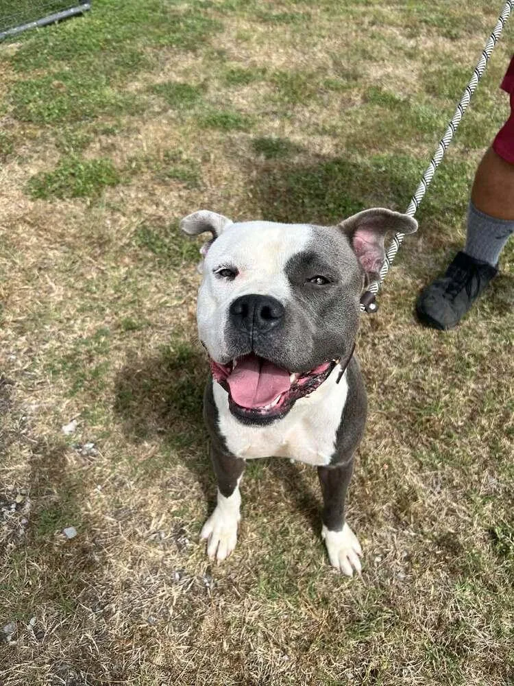 A young large-sized male Gray / Blue / Silver Mixed Breed dog named Polo for adoption in Scott, LA