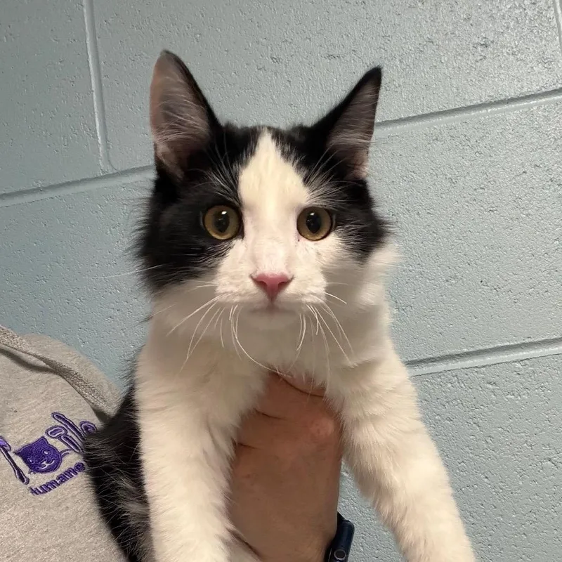 A baby medium-sized male White Domestic Medium Hair cat named Peanut Butter for adoption in DeKalb, IL