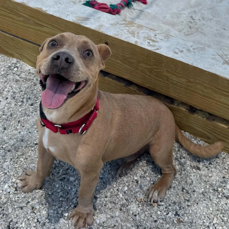 An adult small-sized male Yellow / Tan / Blond / Fawn Mixed Breed dog named Suky for adoption in Englewood, FL