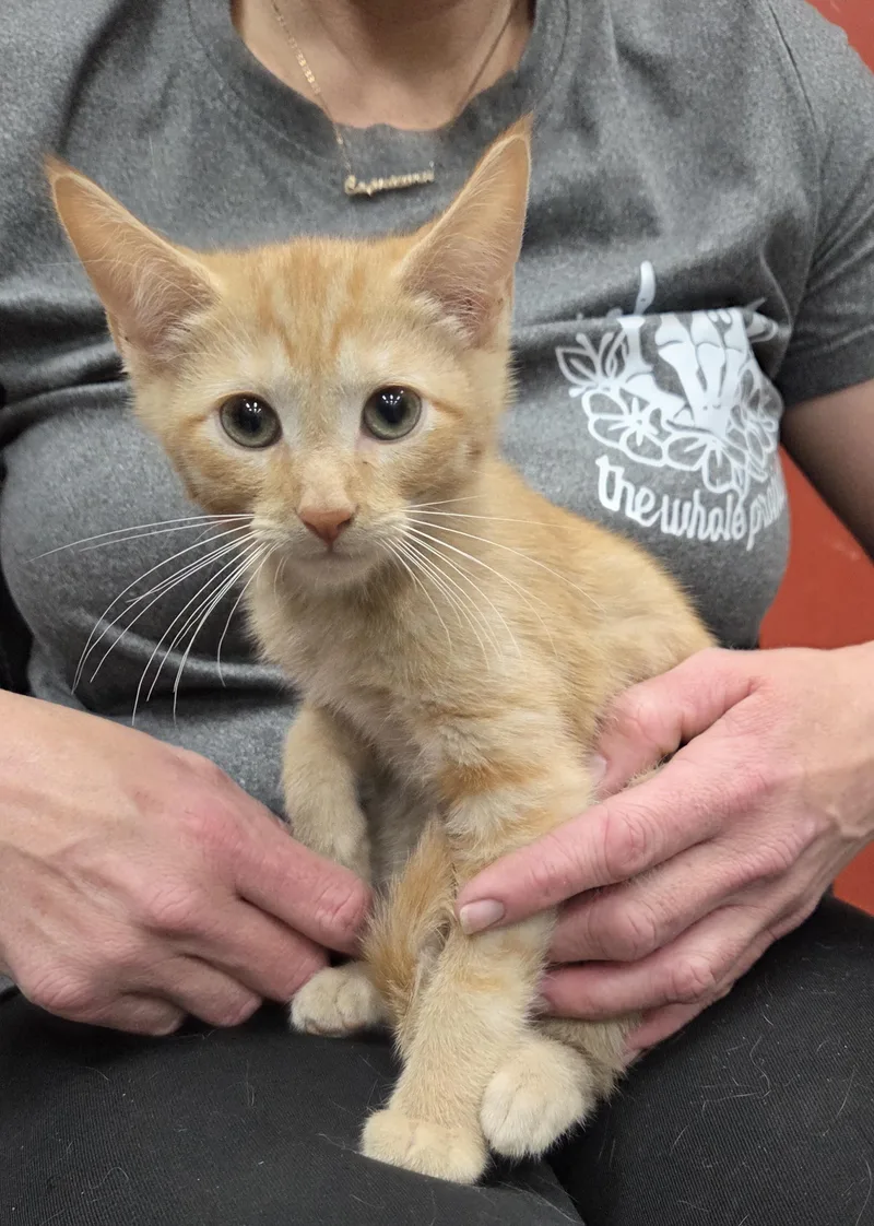 A baby medium-sized male Orange / Red Domestic Short Hair cat named Crush for adoption in Parsons, KS
