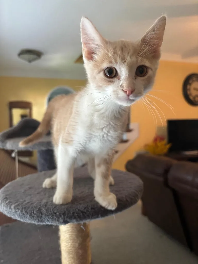 A baby medium-sized male Domestic Short Hair cat named Gator for adoption in Youngsville, NC