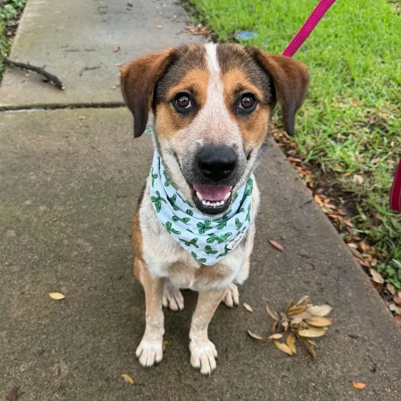 A young medium-sized female Australian Cattle Dog / Blue Heeler dog named Daisy Duke Wiggle for adoption in Houston, TX