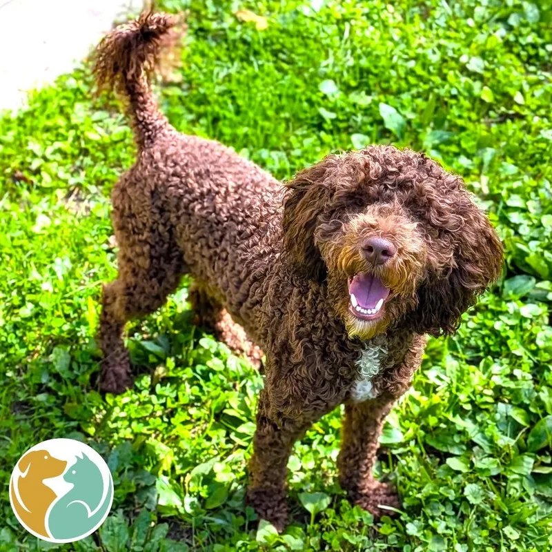 A young medium-sized male Brown / Chocolate Poodle dog named Colby for adoption in Toledo, OH